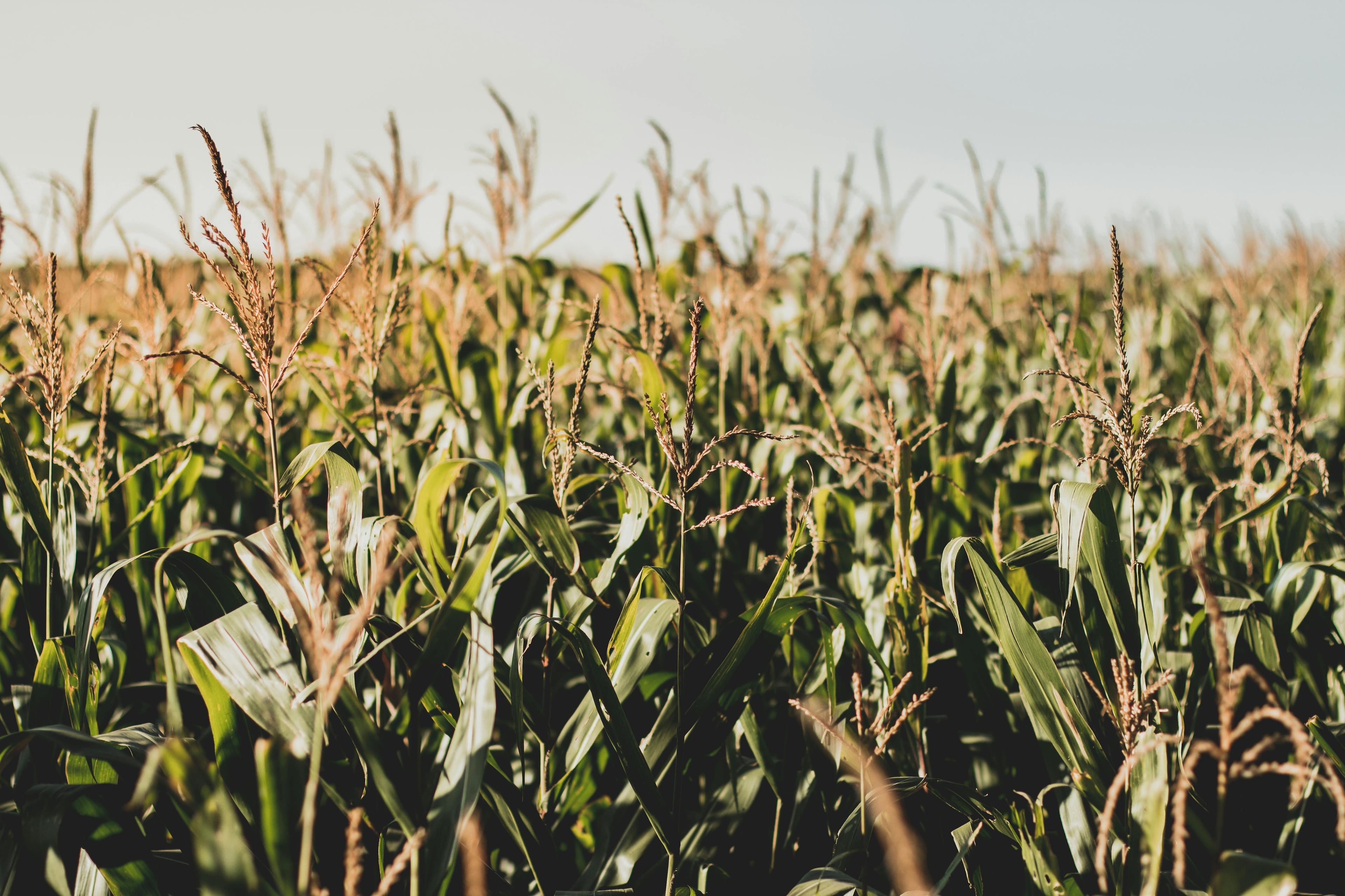 Brazil Corn Harvest Update: Slower Progress, Price Fluctuations, and Investment Opportunities